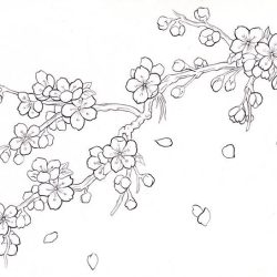 Cherry Blossom Drawing Intricate Artwork