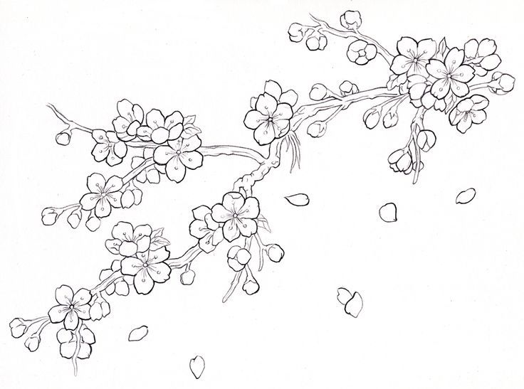 Cherry Blossom Drawing Intricate Artwork