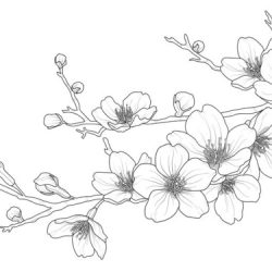 Cherry Blossom Drawing Modern Sketch