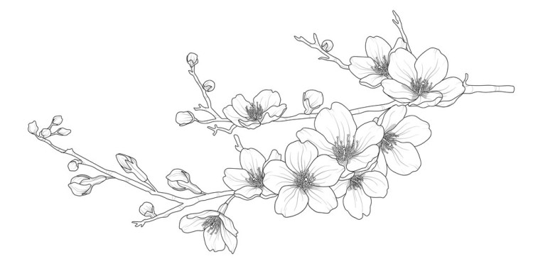 Cherry Blossom Drawing Modern Sketch