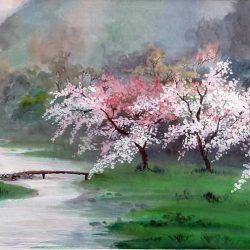 Cherry Blossom Drawing Photo