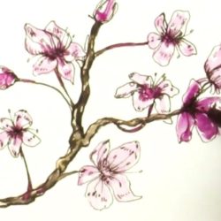 Cherry Blossom Drawing Picture