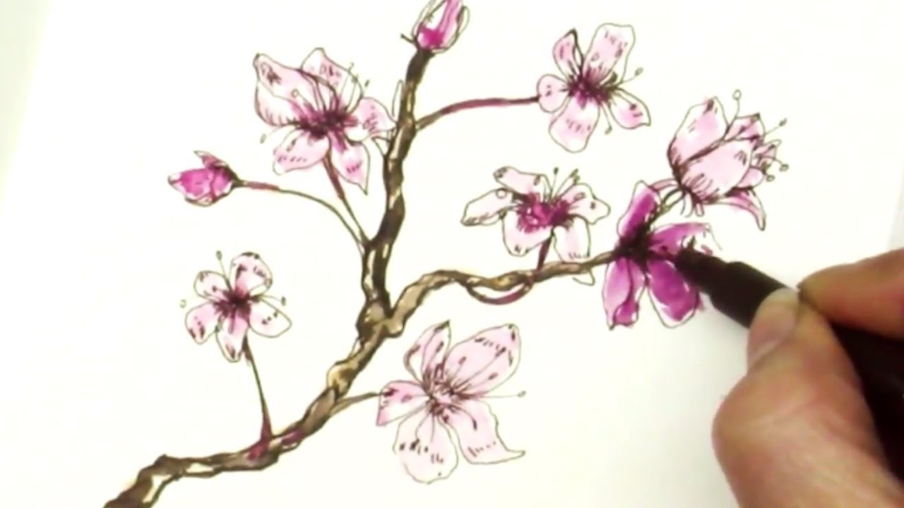 Cherry Blossom Drawing Picture