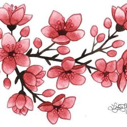 Cherry Blossom Drawing Stunning Sketch