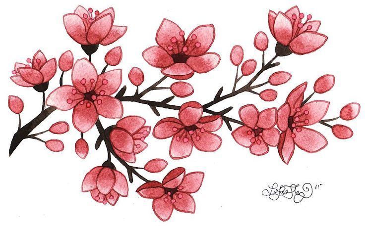 Cherry Blossom Drawing Stunning Sketch