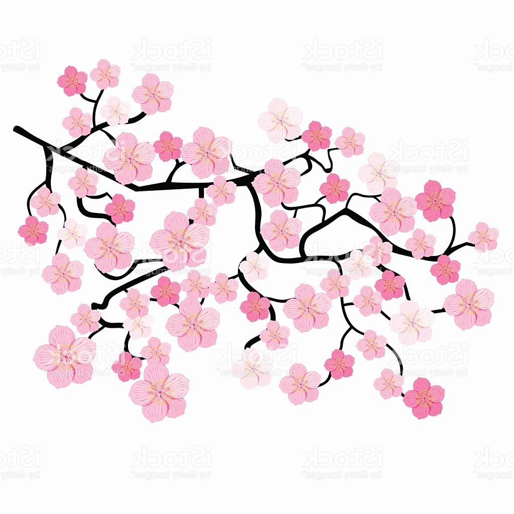 Cherry Blossoms Drawing Hand Drawn
