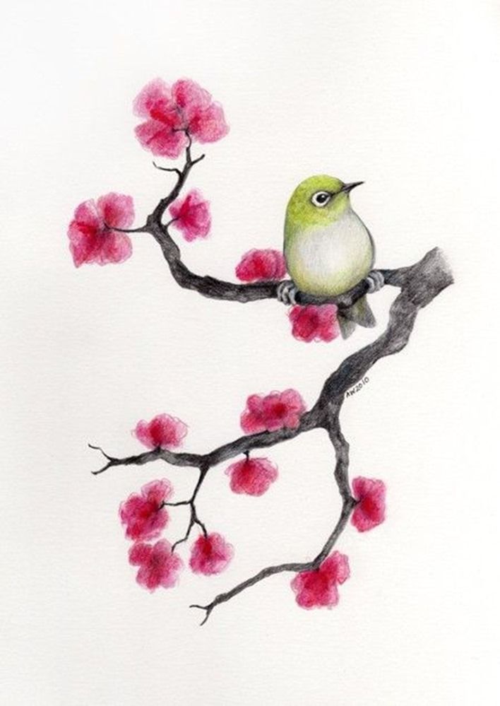 Cherry Blossoms Drawing Unique Art
