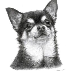 Chihuahua Drawing Amazing Sketch