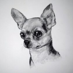 Chihuahua Drawing Art