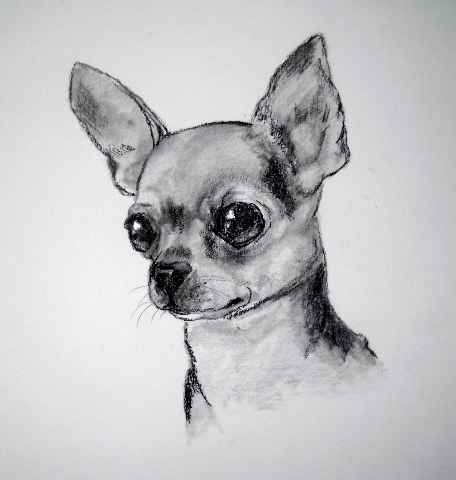 Chihuahua Drawing Art