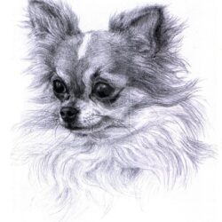 Chihuahua Drawing Creative Style