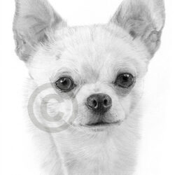 Chihuahua Drawing Detailed Sketch