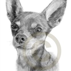 Chihuahua Drawing Fine Art