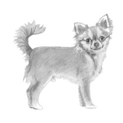 Chihuahua Drawing Hand Drawn Sketch