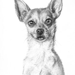 Chihuahua Drawing Intricate Artwork