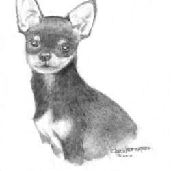 Chihuahua Drawing Modern Sketch