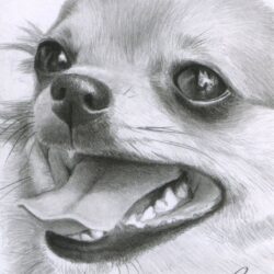 Chihuahua Drawing Professional Artwork