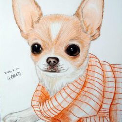 Chihuahua Drawing Realistic Sketch