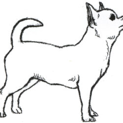 Chihuahua Drawing Sketch