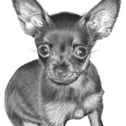 Chihuahua Drawing Stunning Sketch