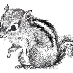 Chipmunk Drawing