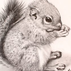 Chipmunk Drawing Amazing Sketch