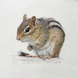 Chipmunk Drawing Artistic Sketching