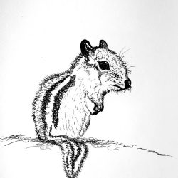 Chipmunk Drawing Detailed Sketch