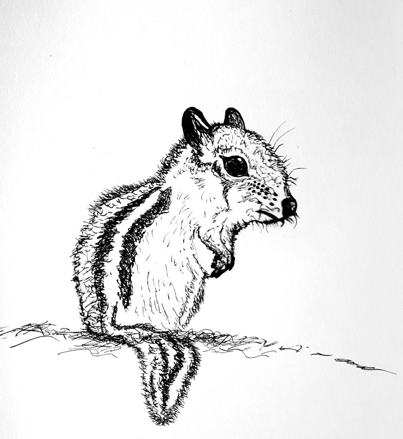 Chipmunk Drawing Detailed Sketch