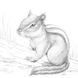 Chipmunk Drawing Fine Art