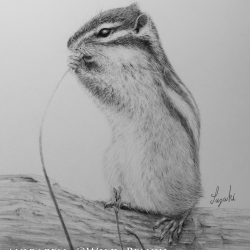 Chipmunk Drawing Hand drawn