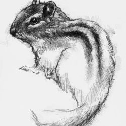 Chipmunk Drawing Hand drawn Sketch