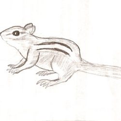 Chipmunk Drawing Image