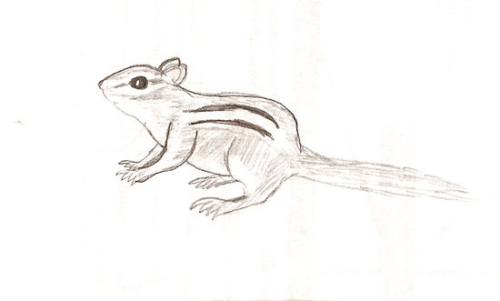 Chipmunk Drawing Image