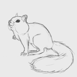 Chipmunk Drawing Modern Sketch