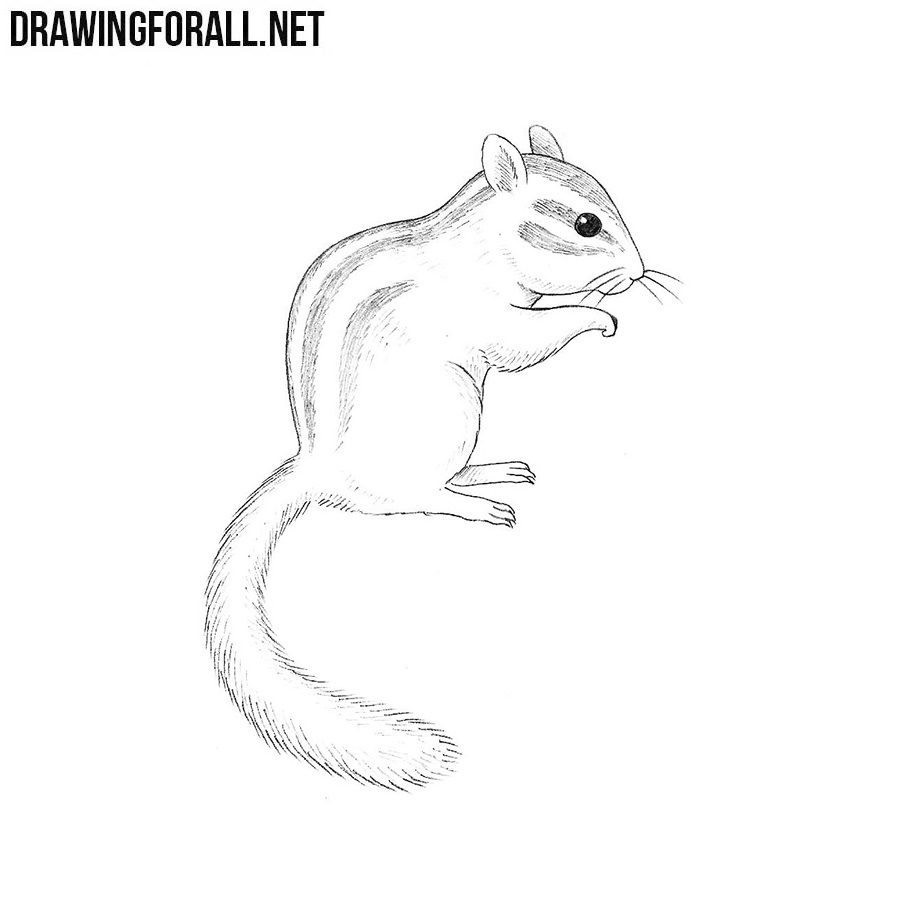 Chipmunk Drawing Sketch