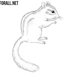 Chipmunk Drawing Stunning Sketch