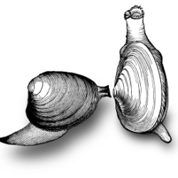 Clam Drawing