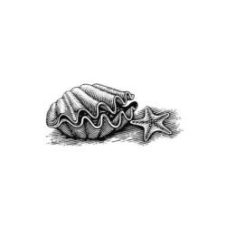 Clam Drawing Art