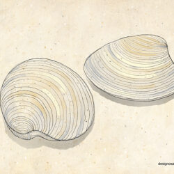 Clam Drawing Fine Art