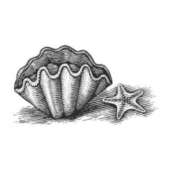 Clam Drawing Intricate Artwork