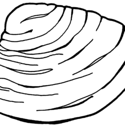 Clam Drawing Sketch