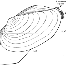 Clam Drawing Stunning Sketch