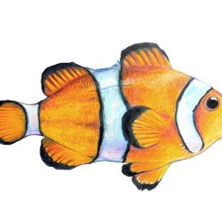 Clown Fish Drawing Art