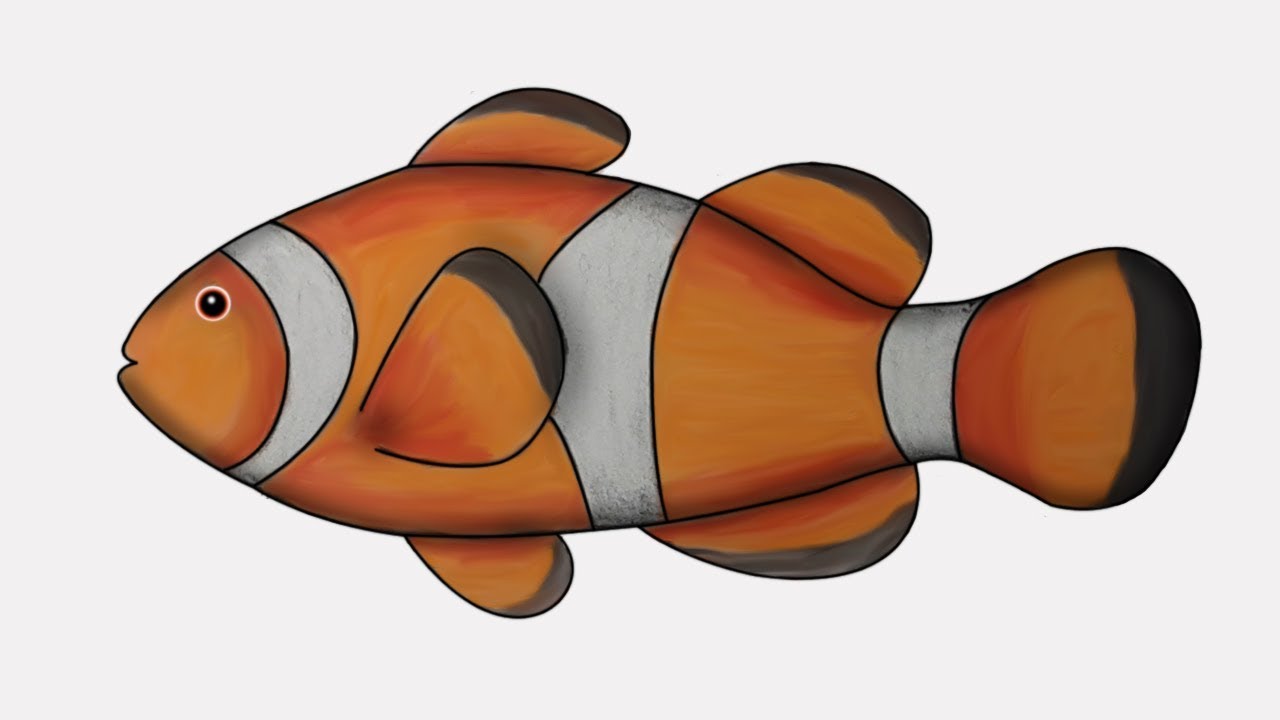Clown Fish Drawing Modern Sketch