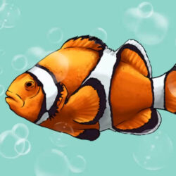 Clownfish Drawing Amazing Sketch