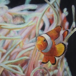 Clownfish Drawing Artistic Sketching