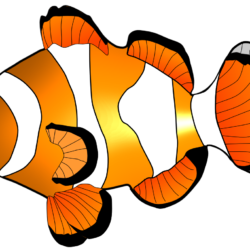 Clownfish Drawing Fine Art