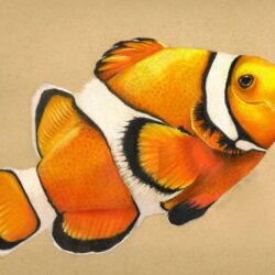 Clownfish Drawing Hand Drawn Sketch