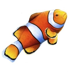 Clownfish Drawing Modern Sketch